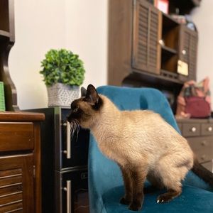 Meet your Posher, Abby